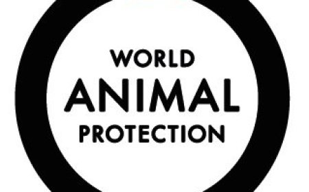 Demand Change, Make Choices that Stop Animal Suffering, and Move the World to Protect Animals